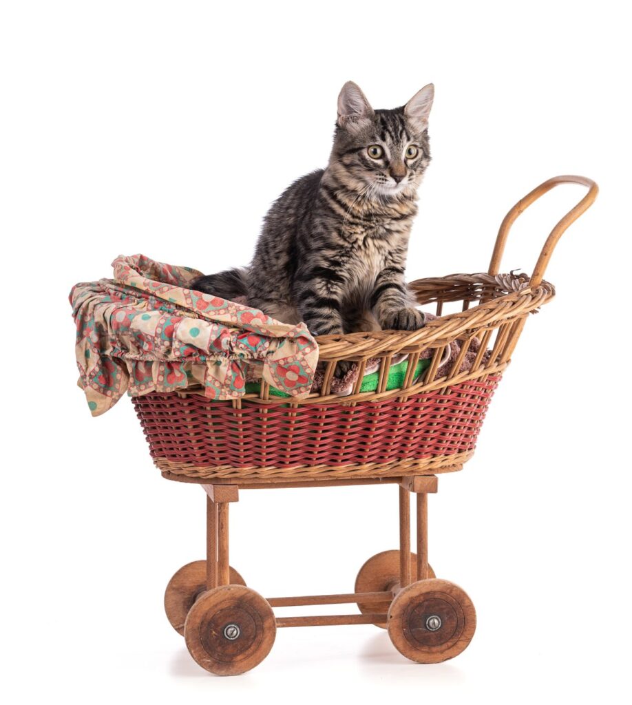 A cute gray kitten in a doll carriage