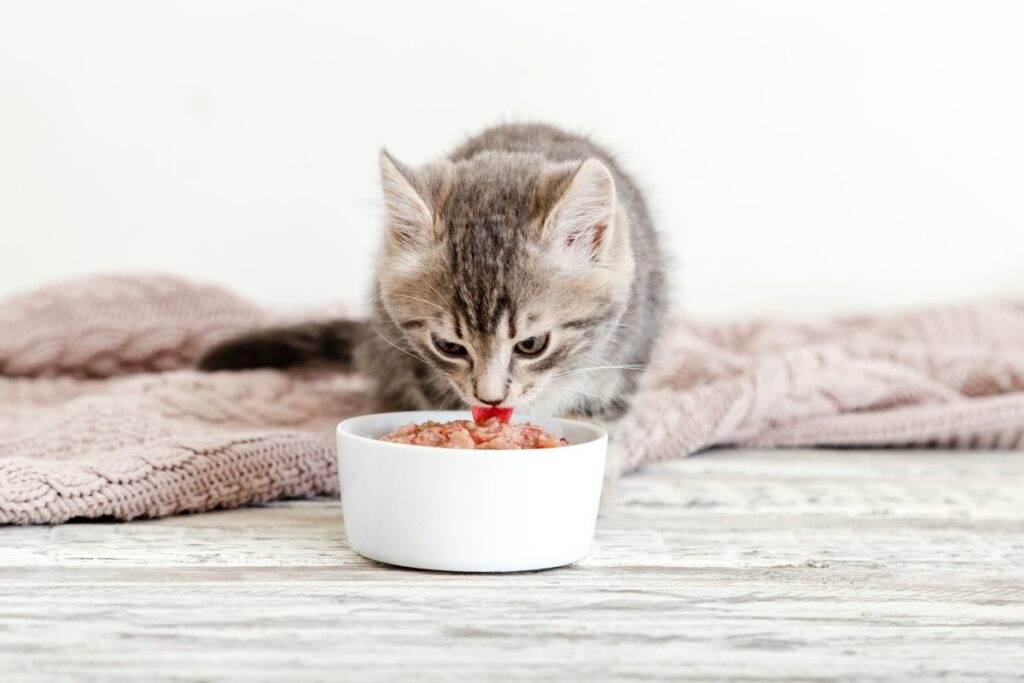 Kitten eating food from a bowl