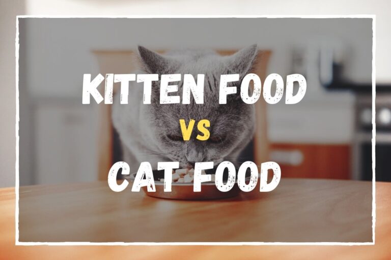 Kitten Food vs Cat Food