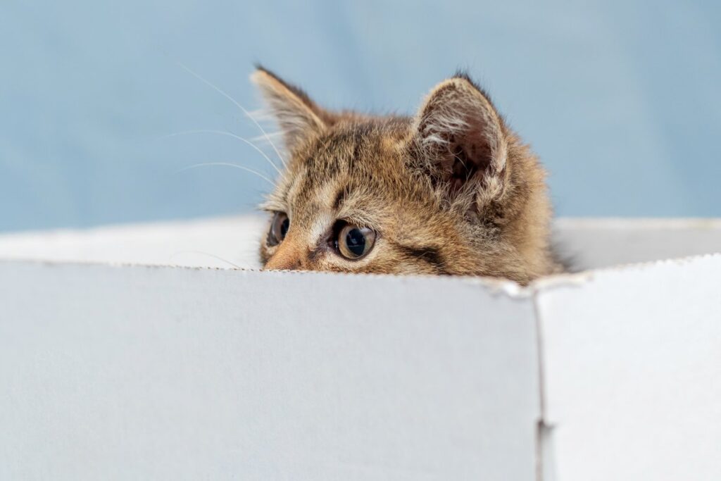 A scared kitten is hiding in a cardboard box