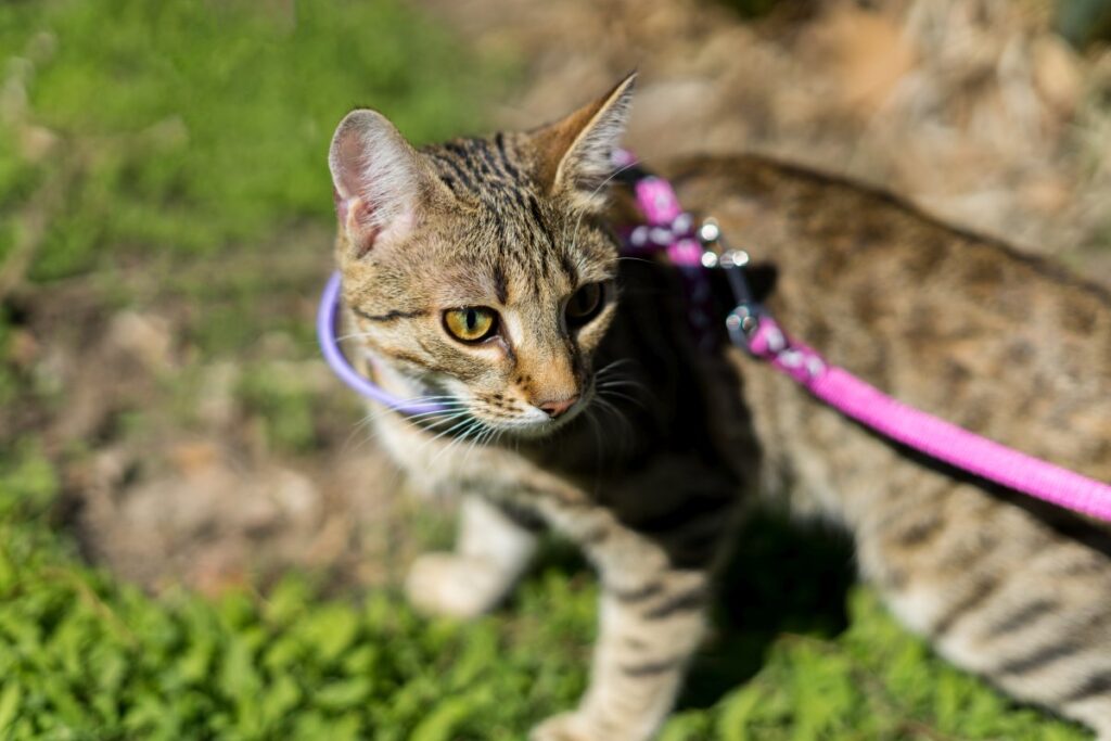 Kitten exploring outdoor on a leash