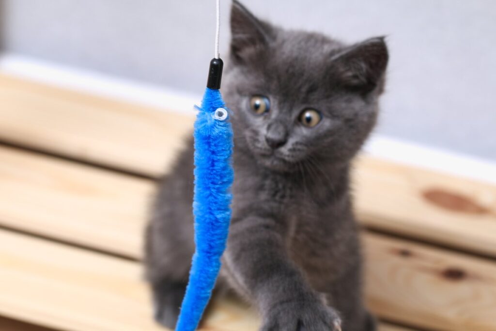 A kitten is playing with fishing rod toy