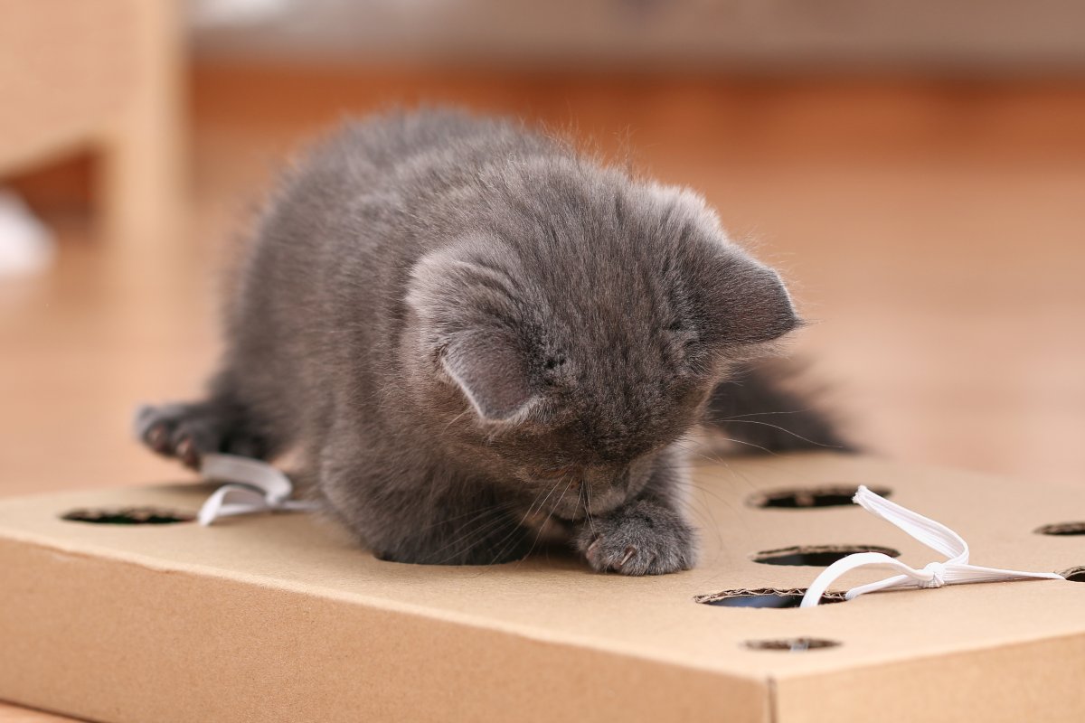 A kitten playing with homemade toy
