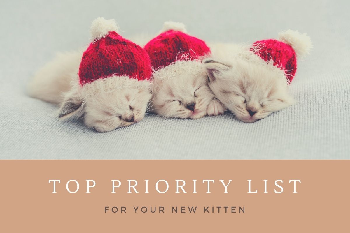 Essentials for Your New Kitten, Five Things on Your Priority List