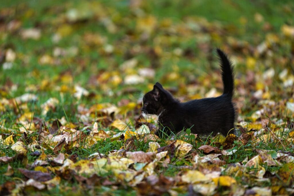 Lonely black kitten with its tail raised walks through a field of green grass covered with yellow leaves.