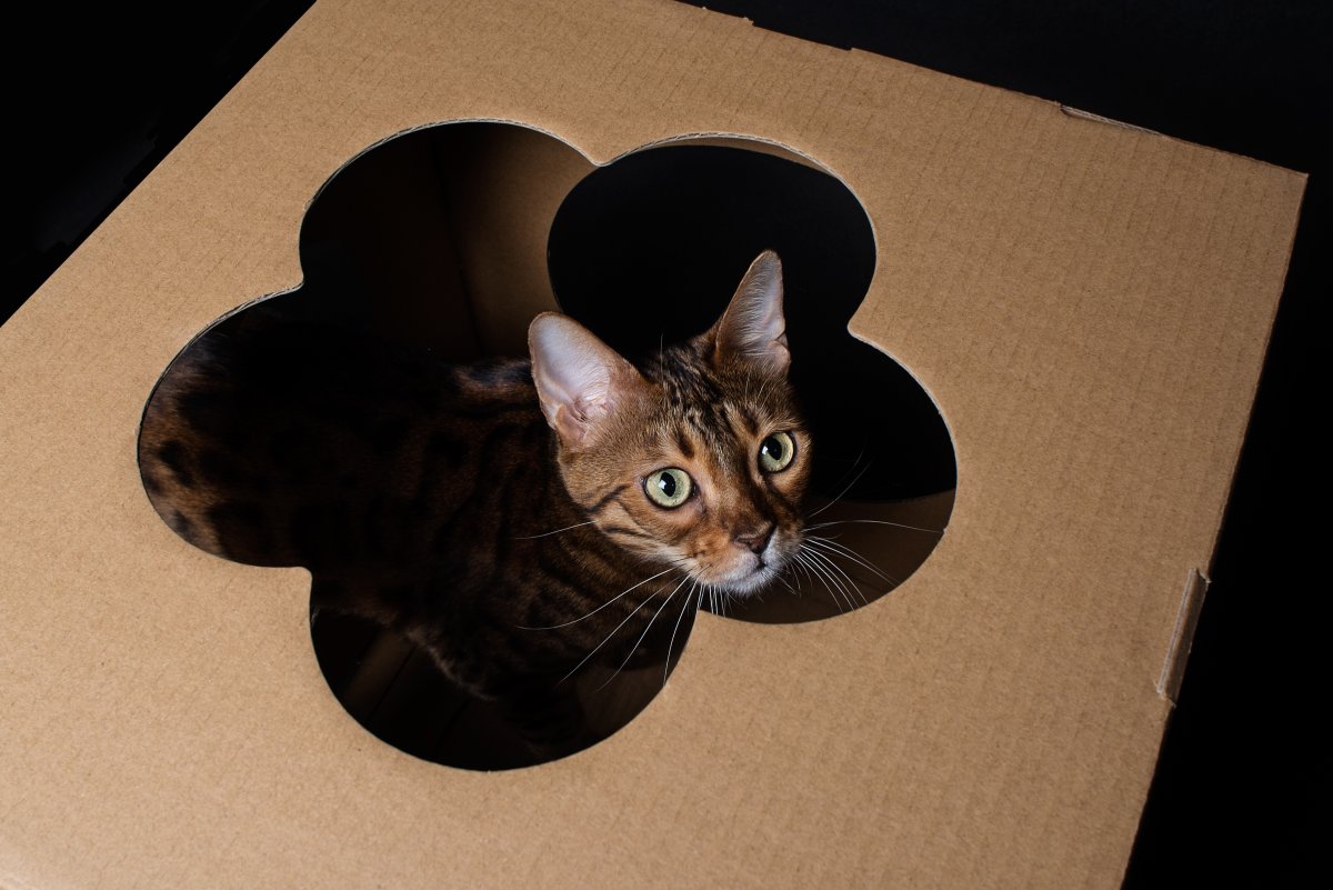 A kitten sits in a cardboard box