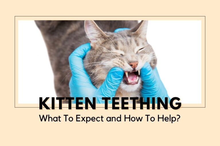 Kitten Teething - What To Expect and How To Help