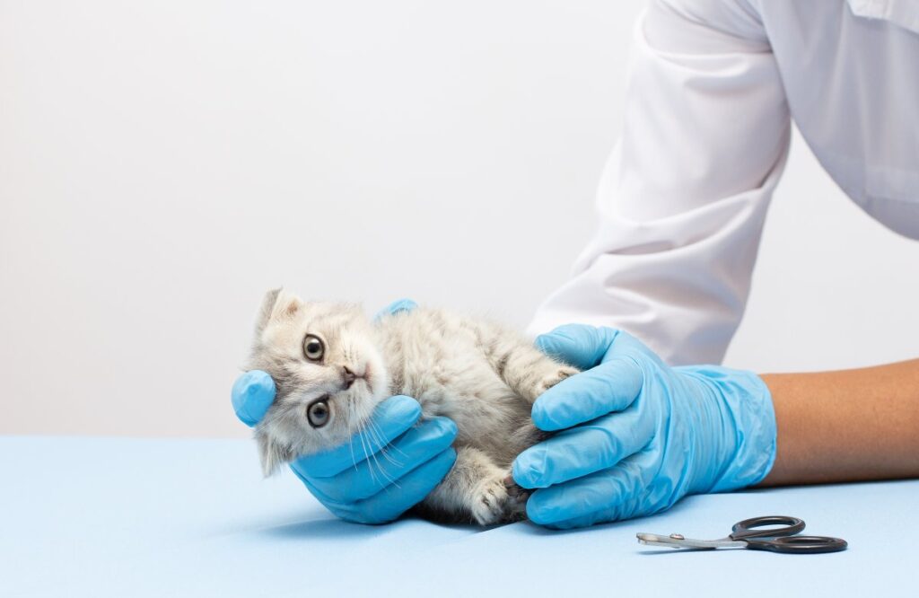 A vet is examining a kitten