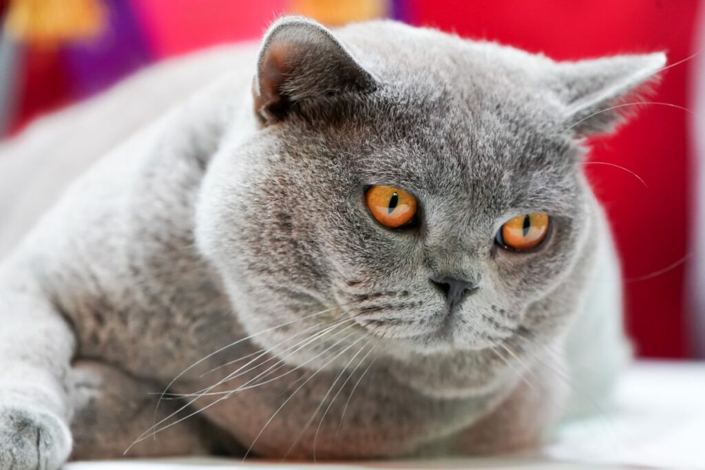 A Korat cat with yellow eyes