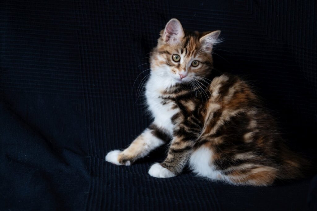 Kurilian Bobtail kitten sitting