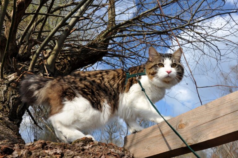 Kurilian Bobtail cat walking in the park