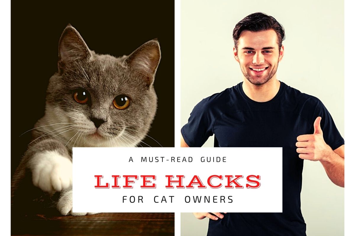 Life Hacks for Cat Owners - A Must-Read Guide
