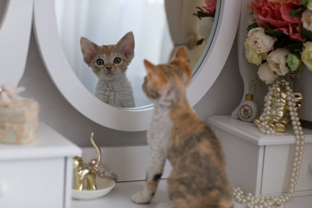 A Devon Rex kitten is sitting in front of a mirror
