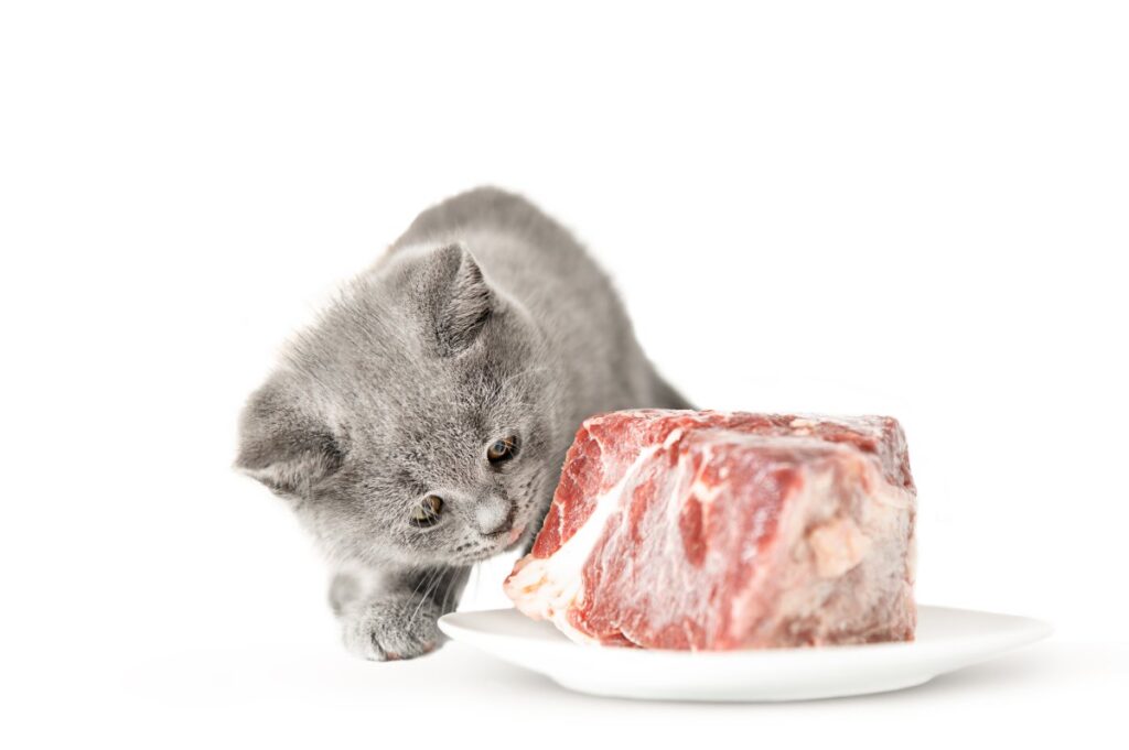 A kitten is looking to a piece of raw meat