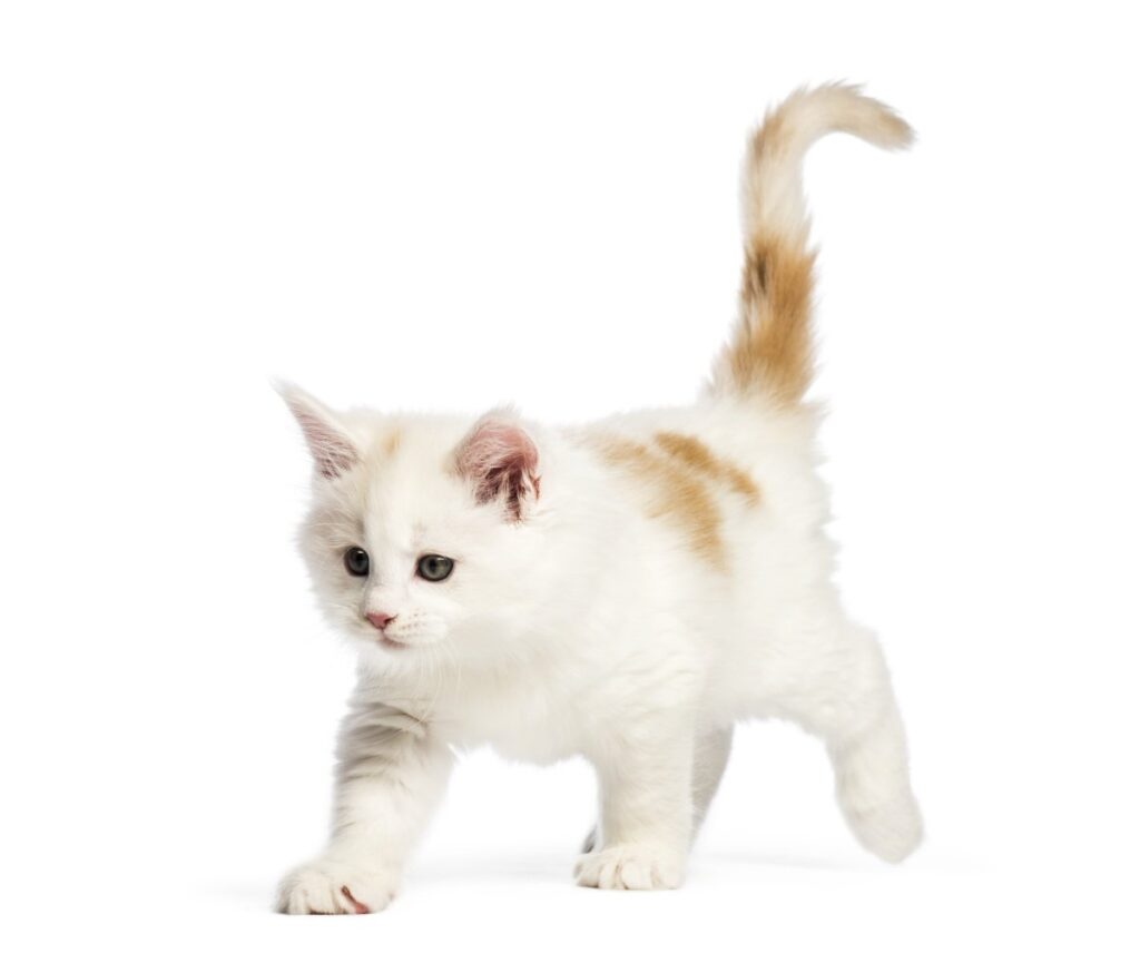 Maine Coon kitten with curvy tail