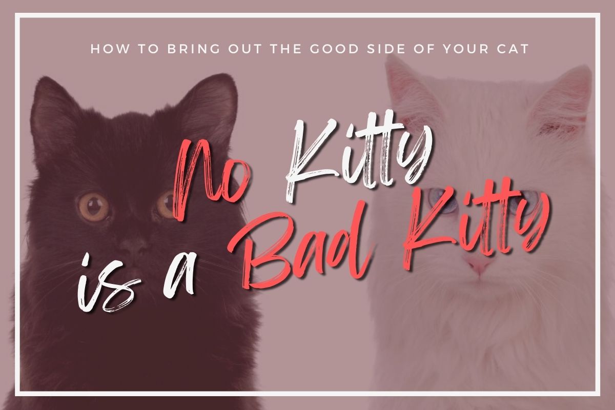 No Kitty Is A Bad Kitty – Discover How To Bring Out The Good Side Of Your Cat!