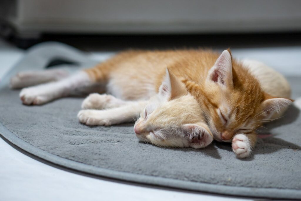 Orange and white kitten sleeping