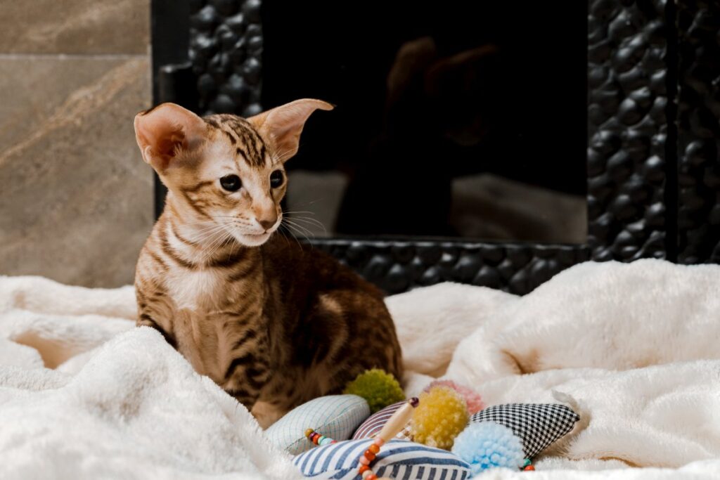 Oriental Shorthair cat relaxing at home