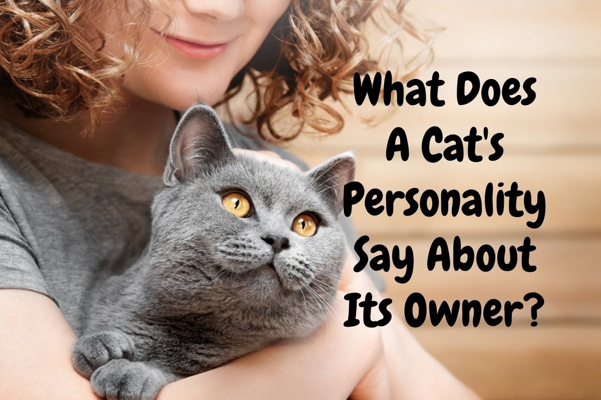 What does a cat's personality say about its owner