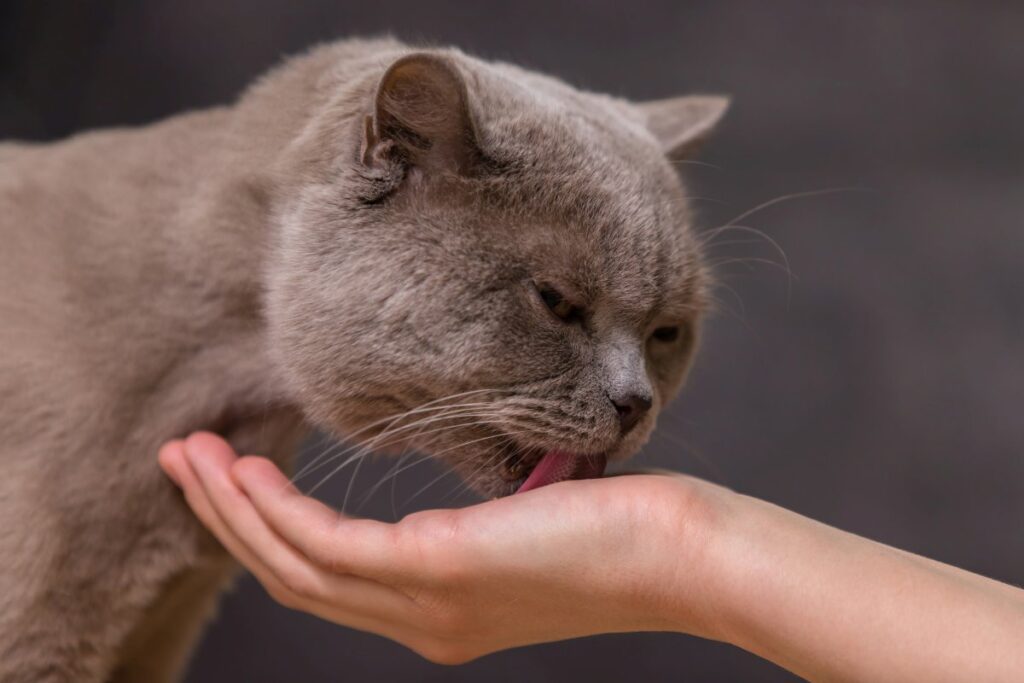 A cat lick its owner's hand