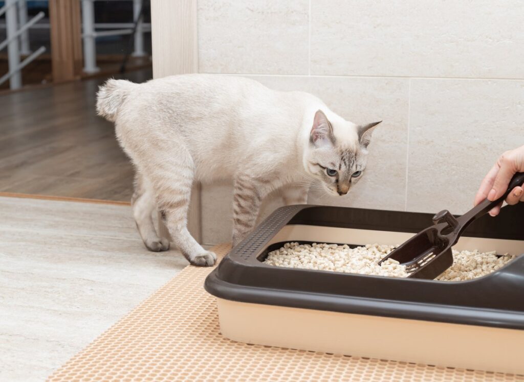 Cat litter box hygiene concept