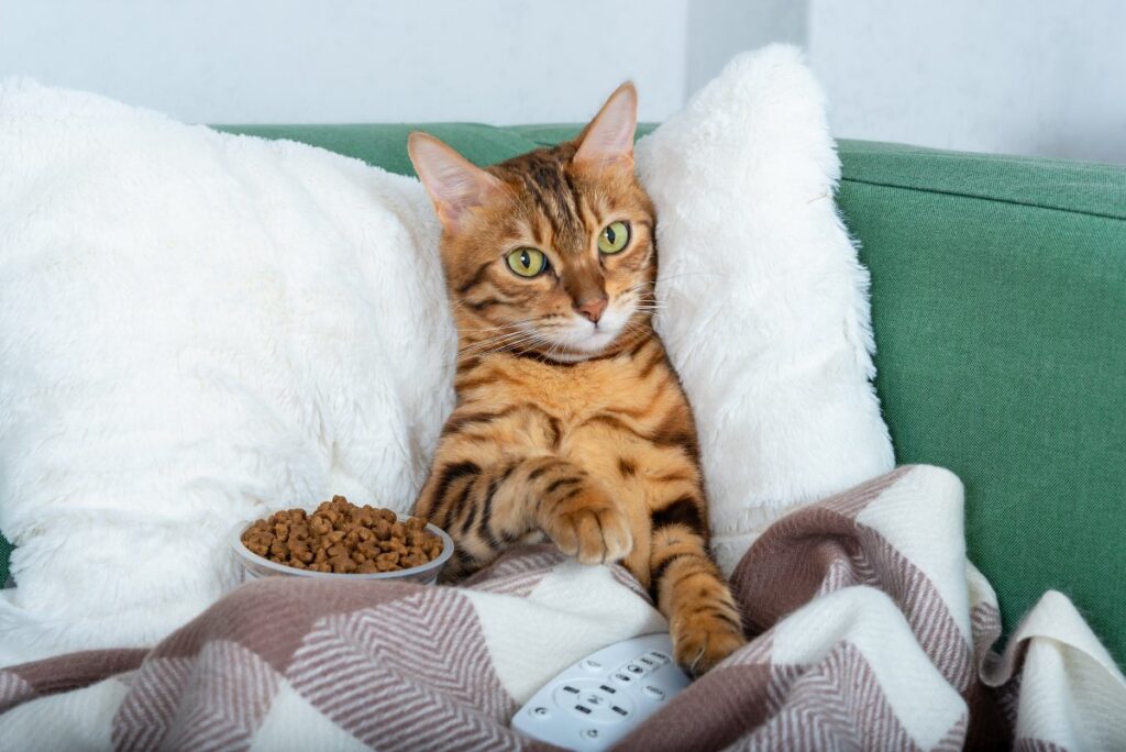 An adorable Bengal cat lying on sofa with watching TV