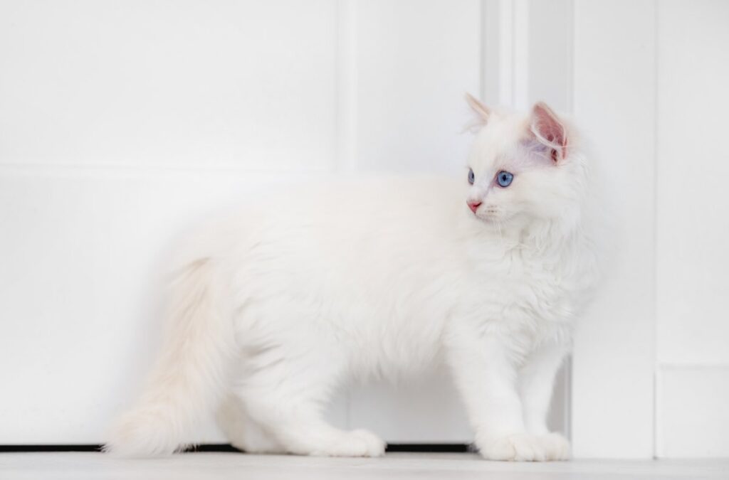 Ragdoll cat standing and looking back