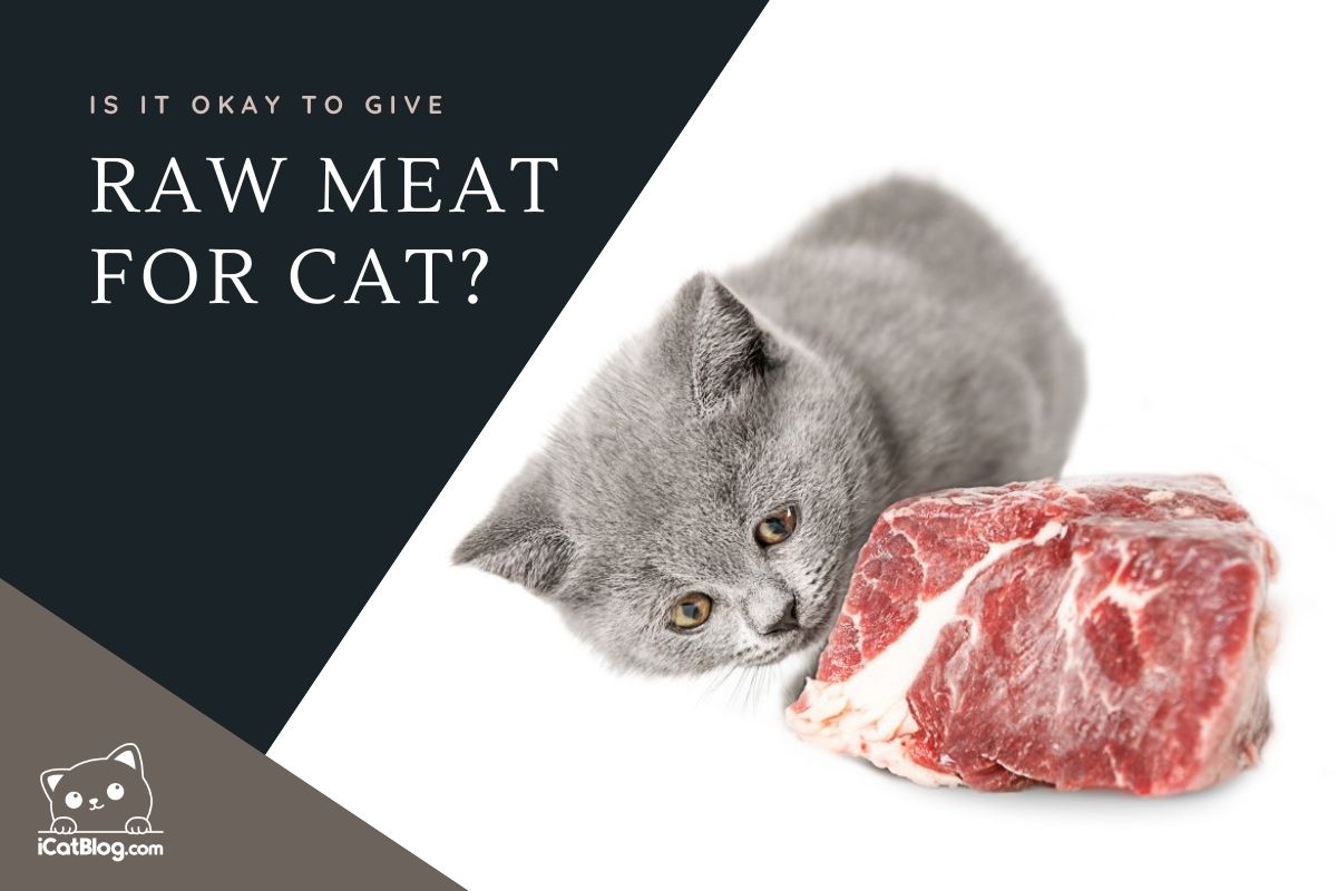 Is Raw Meat Diet Good for Cats?