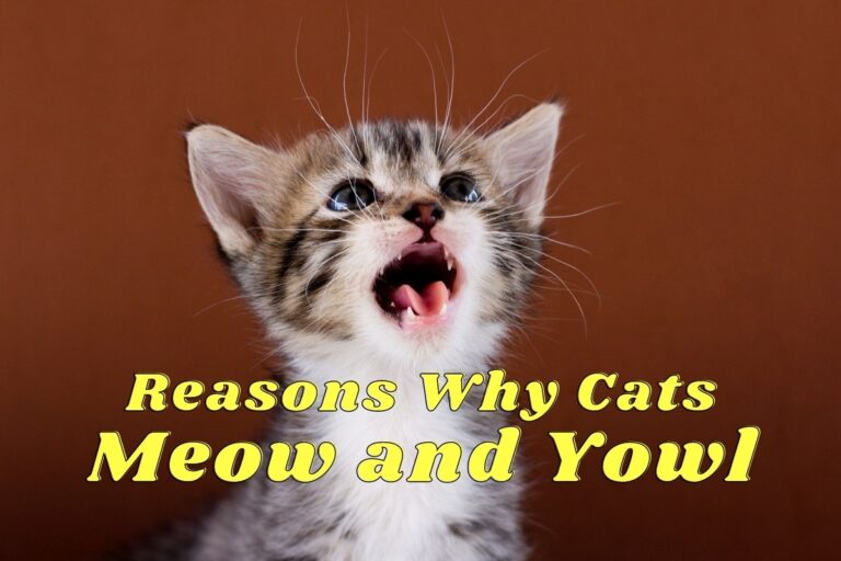 Reasons Why Cats Meow and Yowl