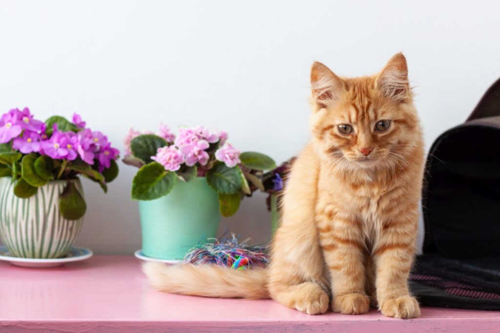 Red tabby cat sitting