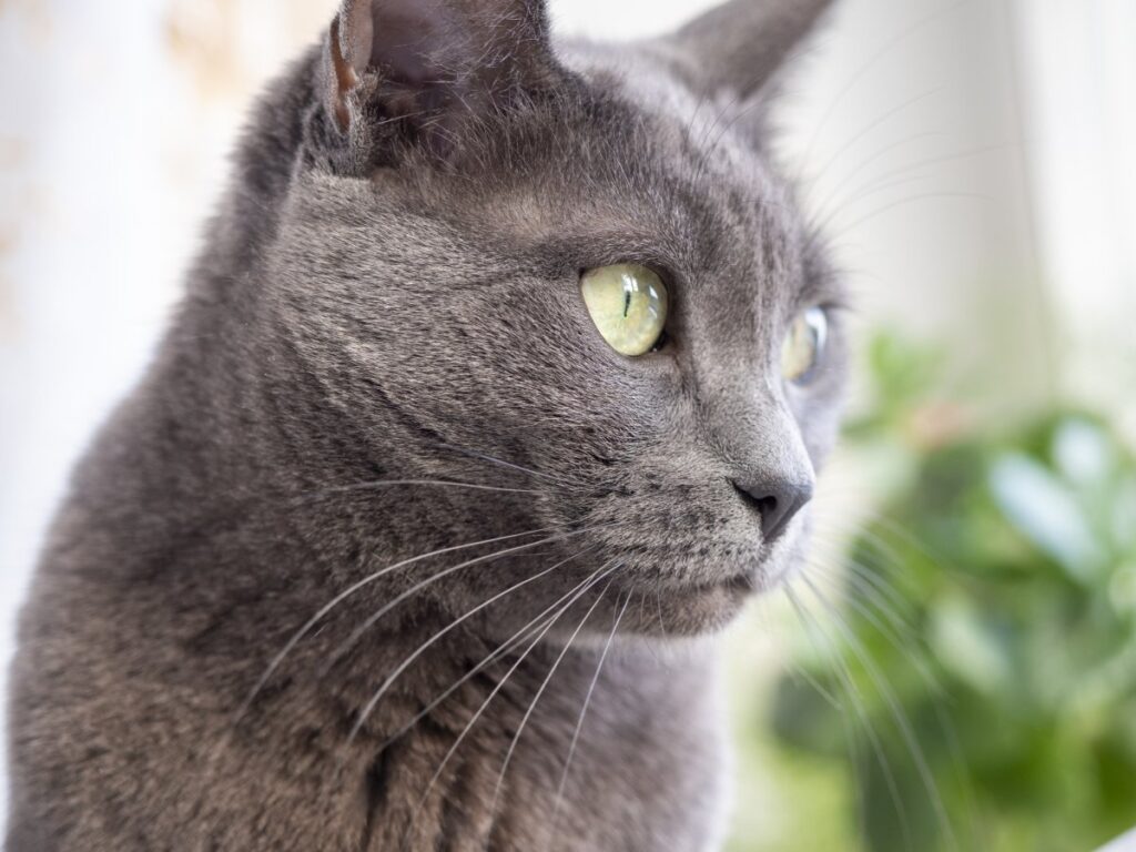Russian Blue cat looking away