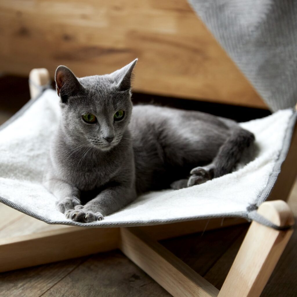 Gray Russian Blue cat lying on a bed