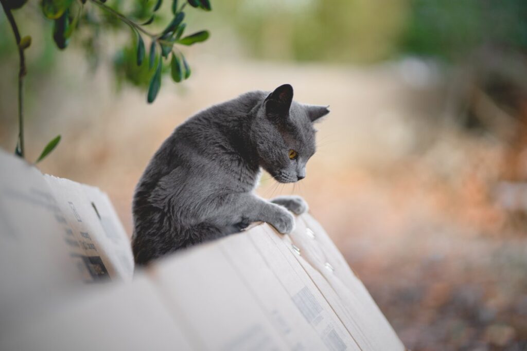 Russian Blue cat leaning outside a box