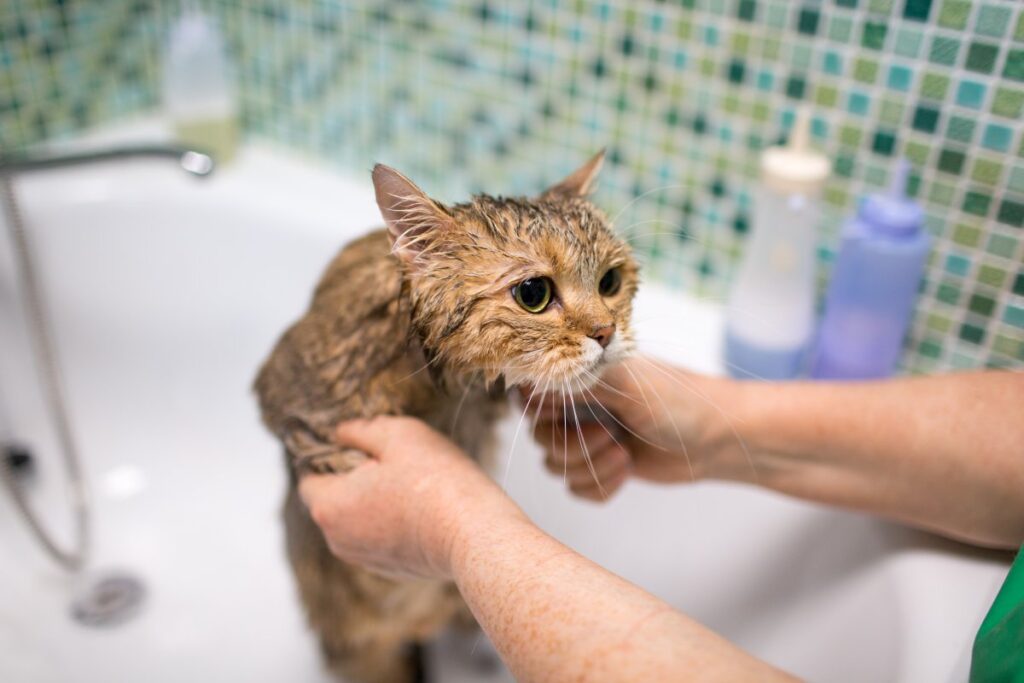 A cat is scared of taking a bath