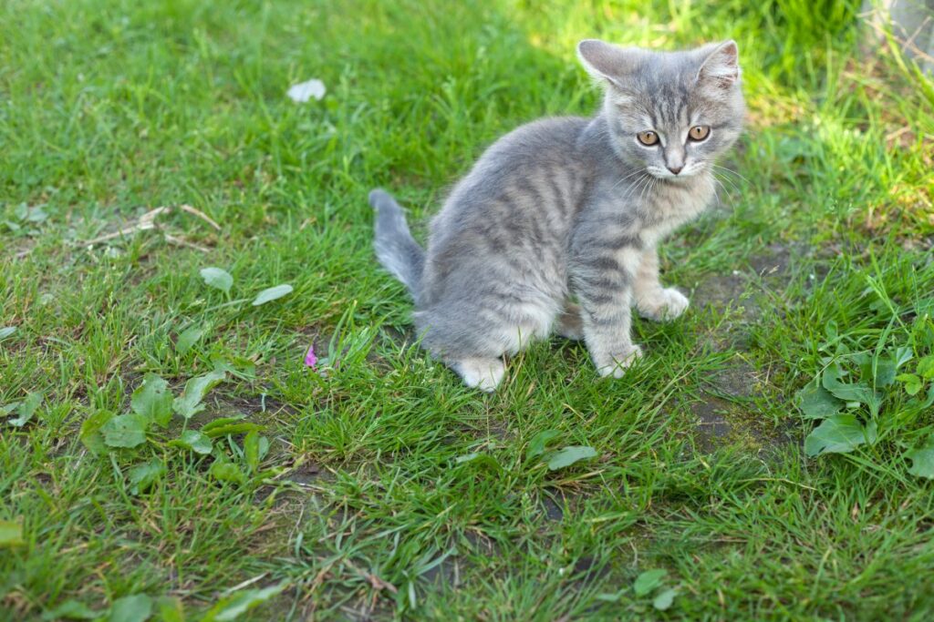 A scared gray kitten is sitting on grass