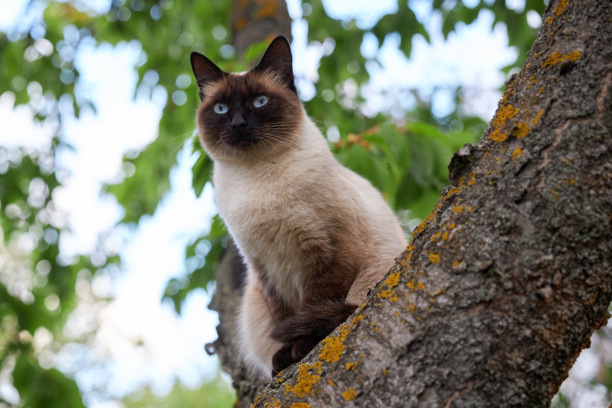 Siamese cat sitting on old tree