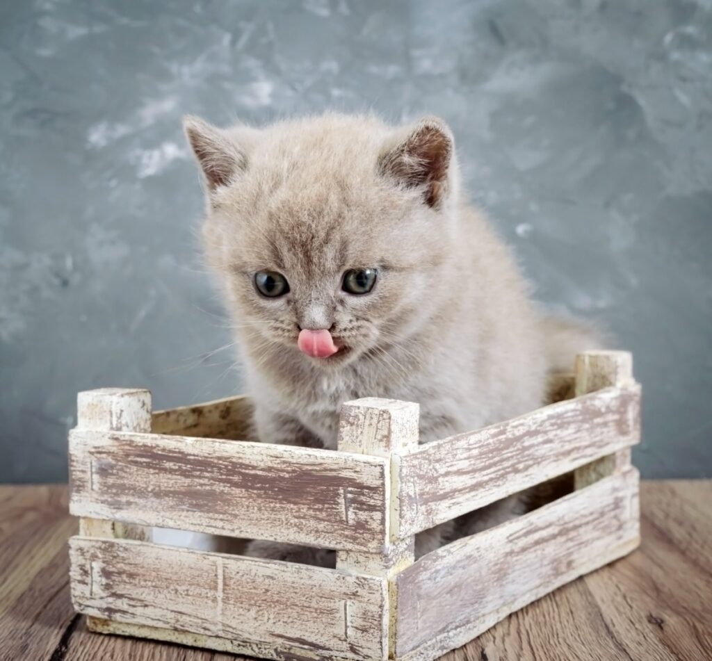 An adorable kitten in a wooden box