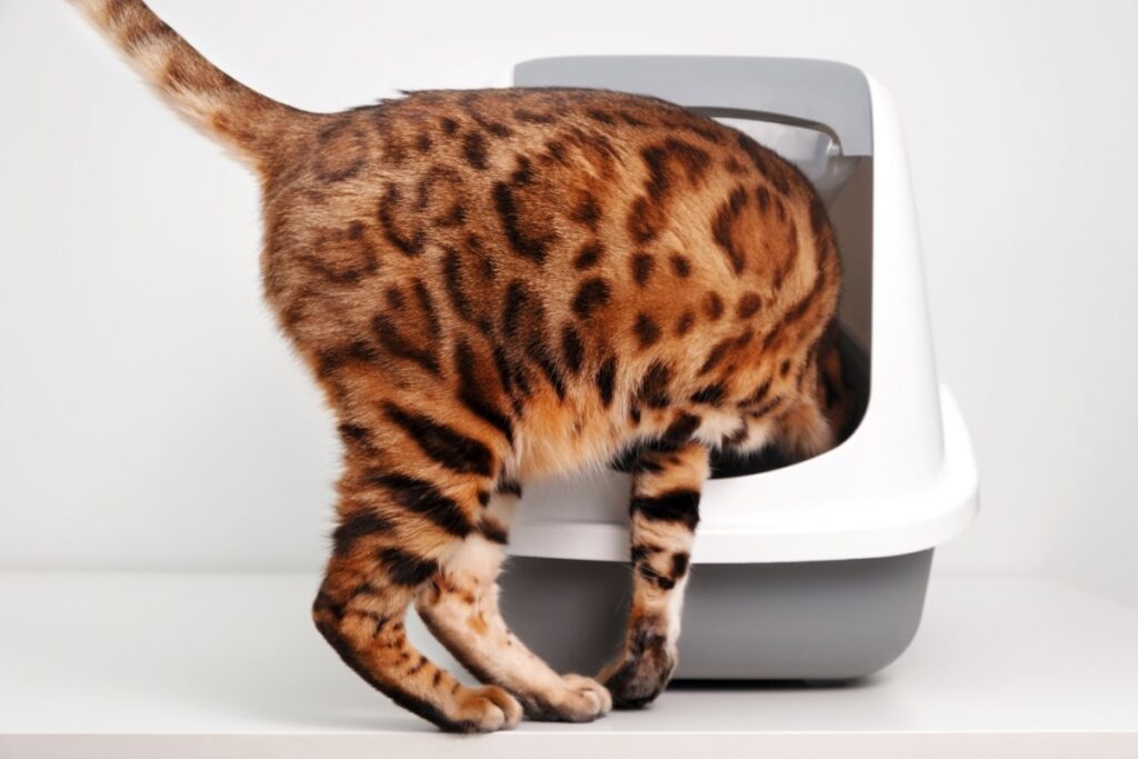 A smart Bengal cat is trained to use toilet