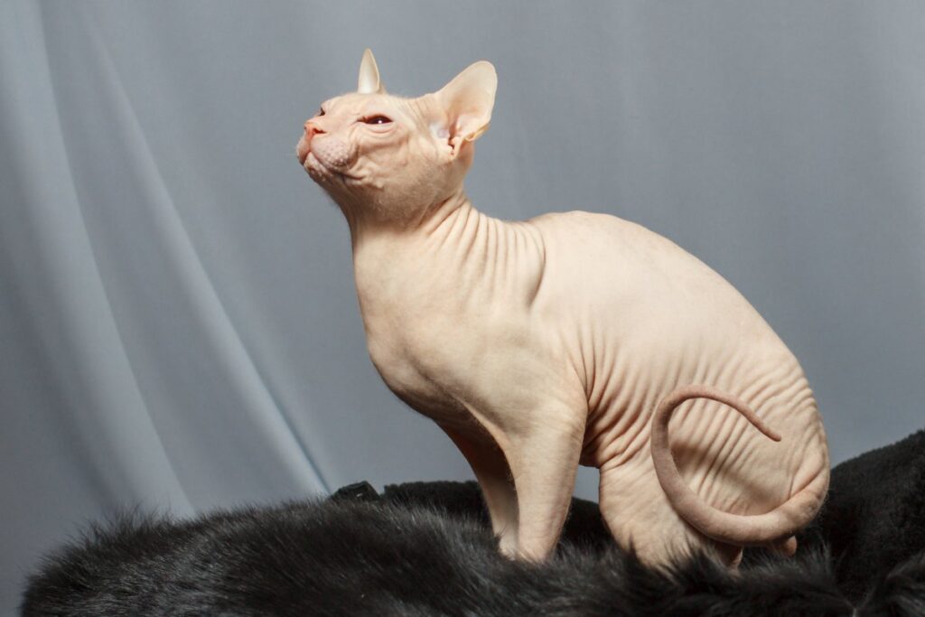 A Sphynx cat is sitting on black fur