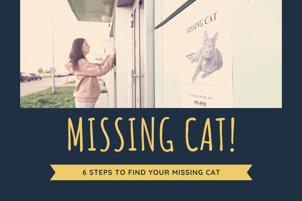 6 Steps to Find Your Missing Cat