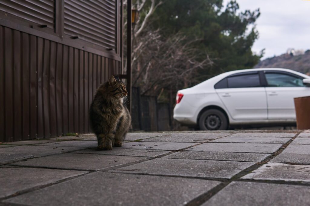 Stray cat in urban environment