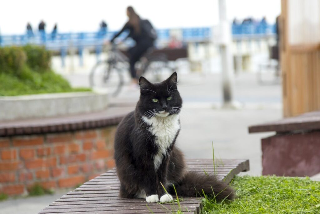 Stray cat sitting on a bench