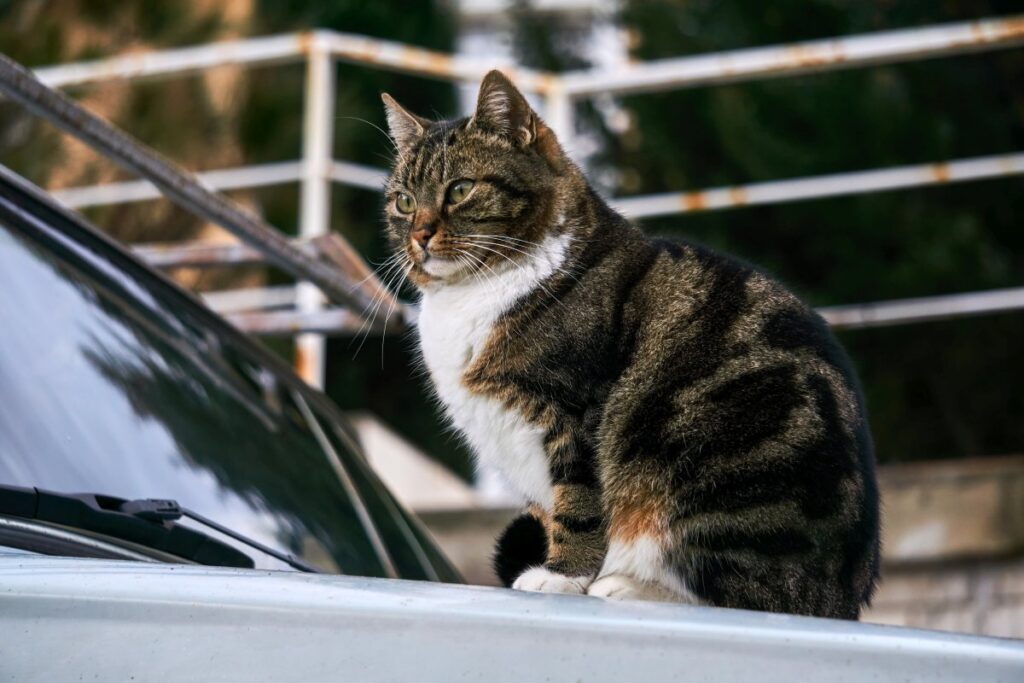 Stray cat sitting on car hood