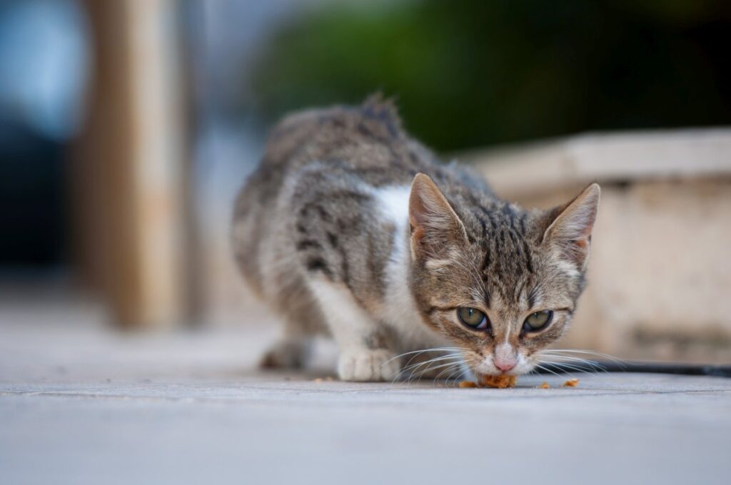 Striped kitten eating food on pavement