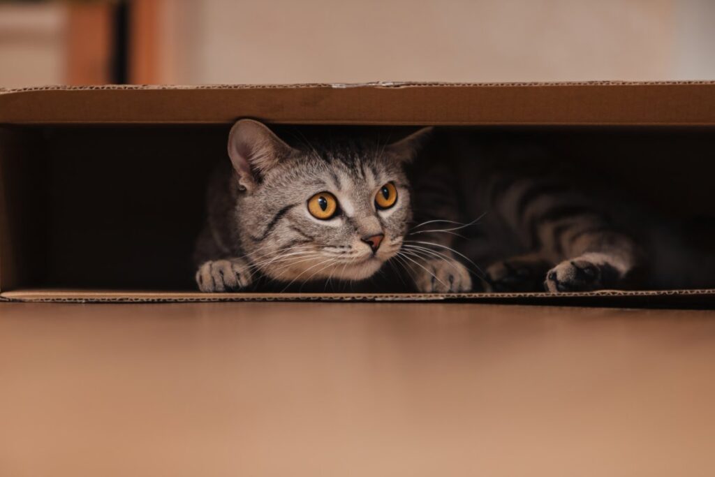 Tabby cat hiding inside cardboard box