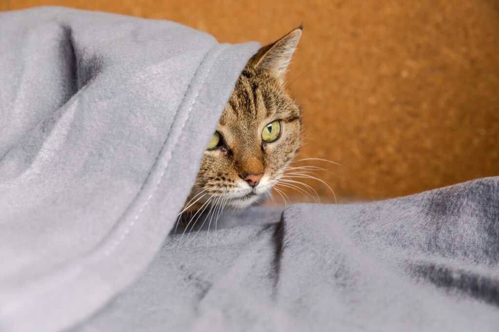 Tabby cat hiding under a blanket