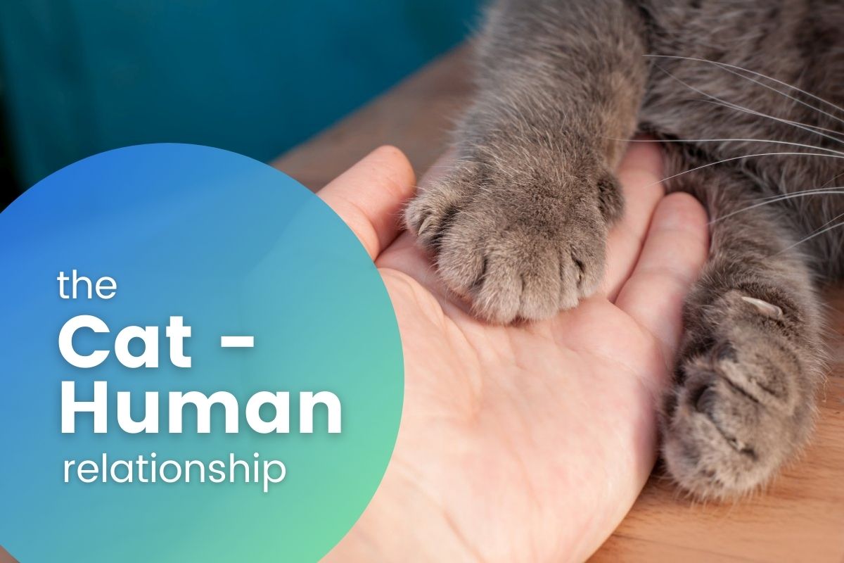 The Cat-Human Relationship