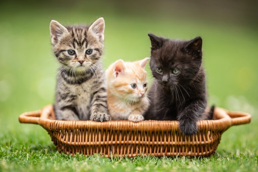 Three little colorful kittens are curiously sitting in the brown basket in the garden