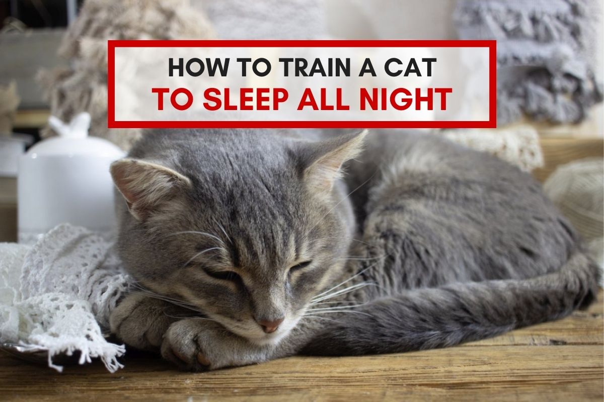 How to Train a Cat to Sleep All Night