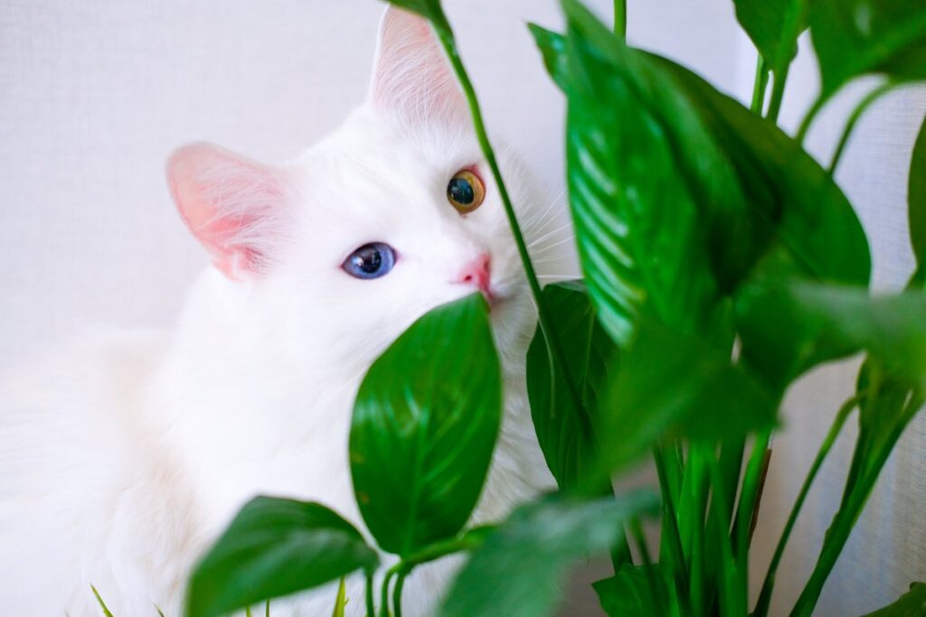 Turkish Van cat hiding behind a green plant